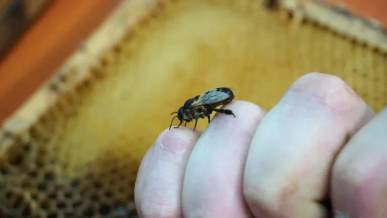 Małe, ale wielkie stworzenia